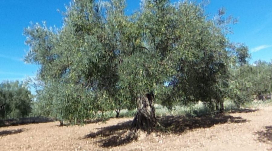 Property Detail